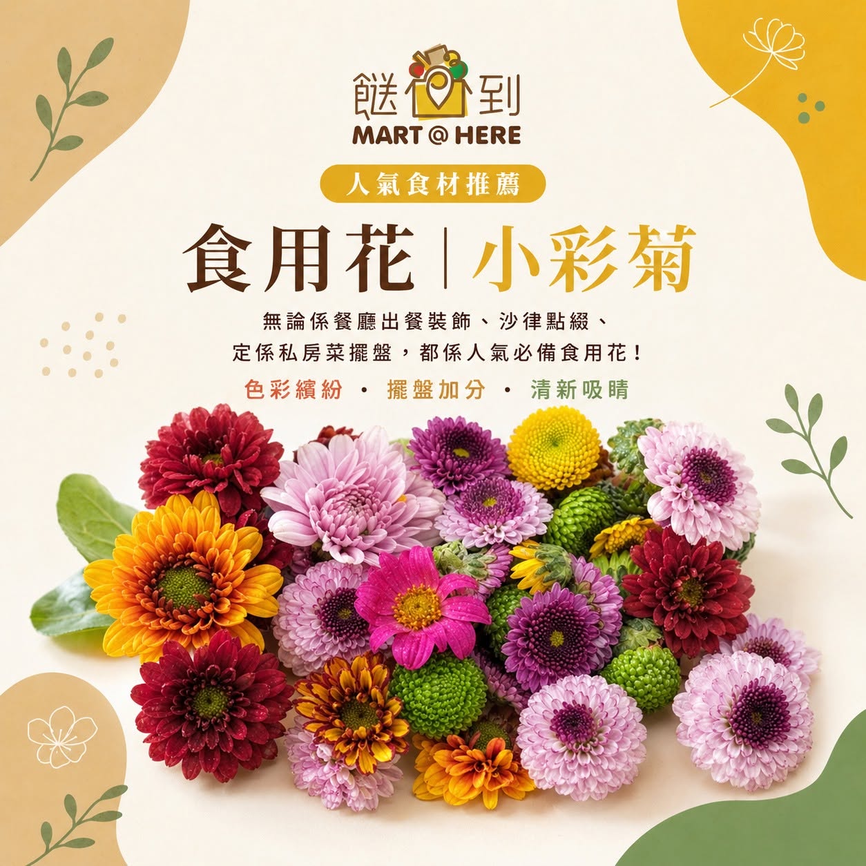 小彩菊